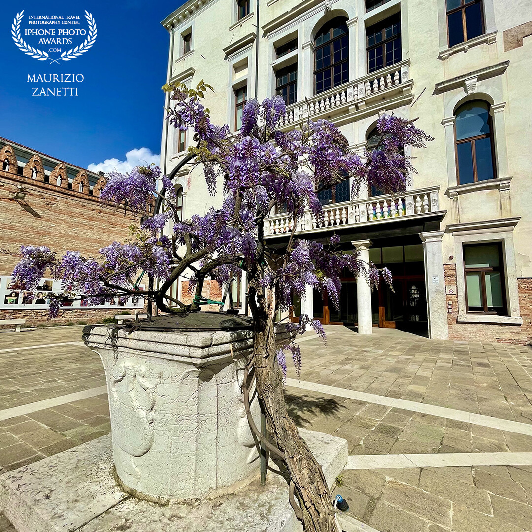Flowering lasts only a few days. And the wisteria perched on the ancient well in the courtyard of the Ca' Foscari University of Venice needs to be photographed quickly.