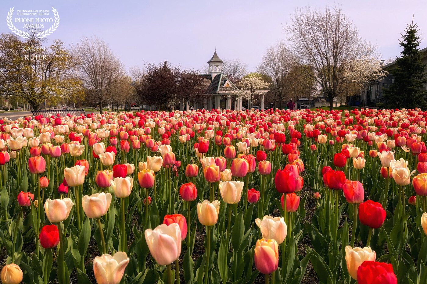 This spectacular bed of tulips provided a beautiful array of colour at one of the gateway intersections of my home town known locally as the “Feel Good Town”. This low angle photo provided leading lines to the gazebo in the background.