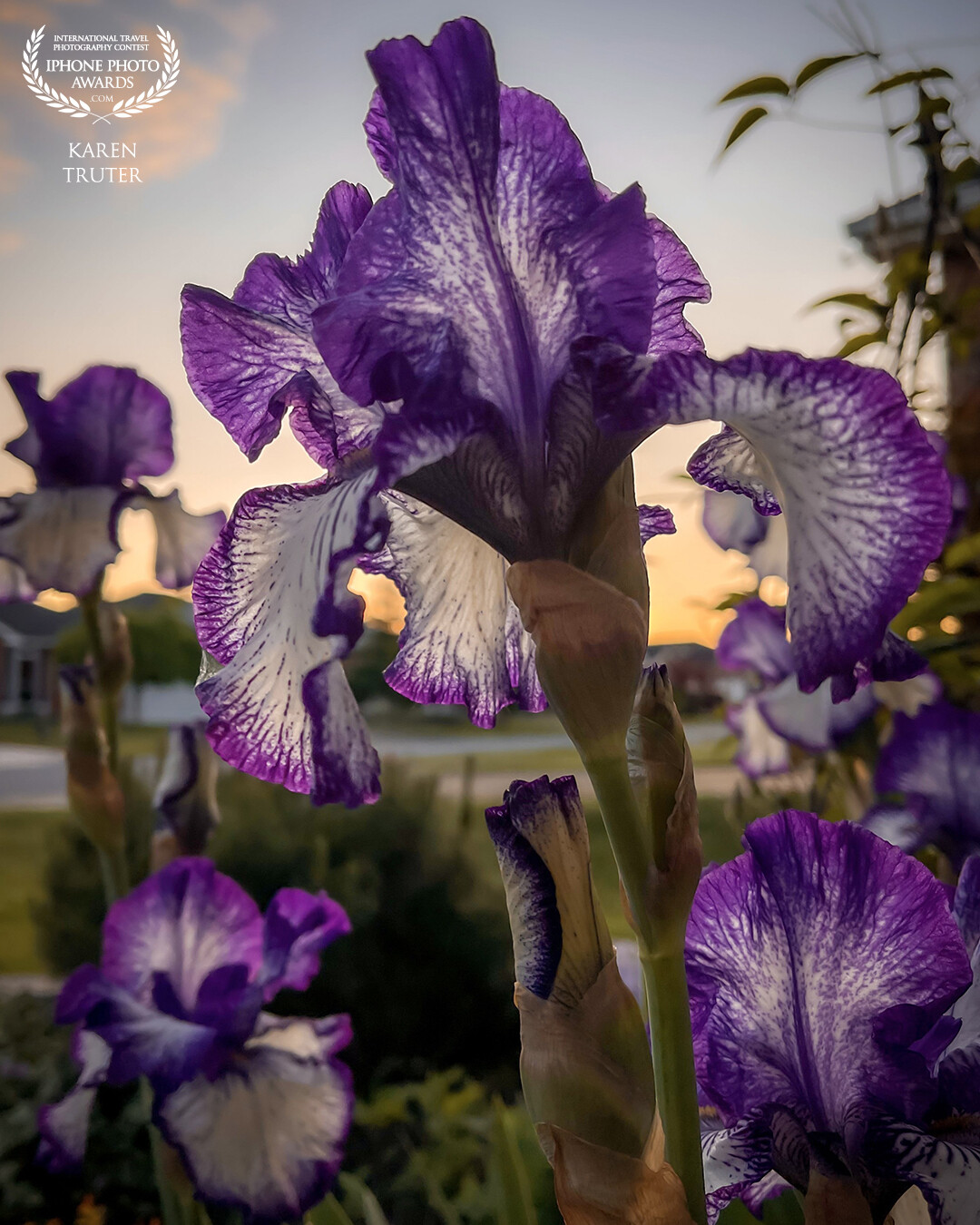 The striking purple and white of this Iris against the soft orange of the evening sky proved to be the perfect contrast of colours. The low angle photo provided the sky as the backdrop for these stunning flowers.