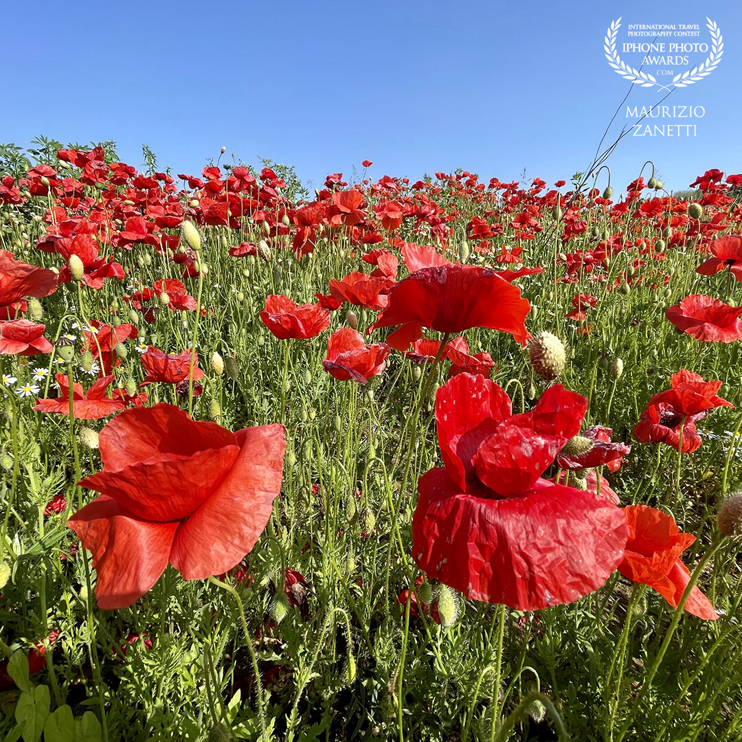 A stone's throw from the city of Verona, where the countryside is still countryside, a splendid field of poppies