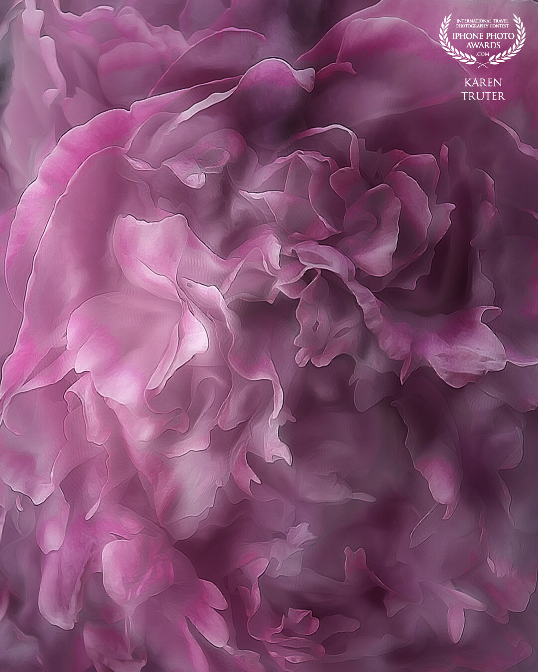 Abstract of a peony bloom. Every year these soft, flowing petals provide an early summer thrill to any garden.