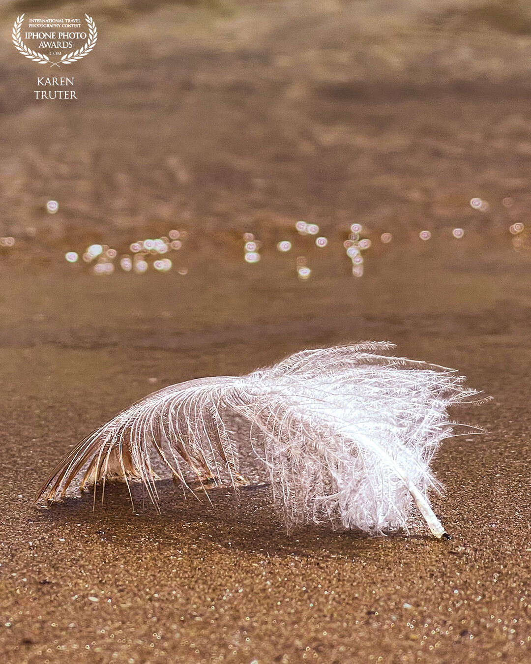 The small soft feather, abandoned plumage, lay still in the wet sand. The fine hairs on each spine still fresh, not damaged from its fall, nor from the water lapping along the shore. <br />
Handheld focus at 2.5x IPhone 12 Pro Max