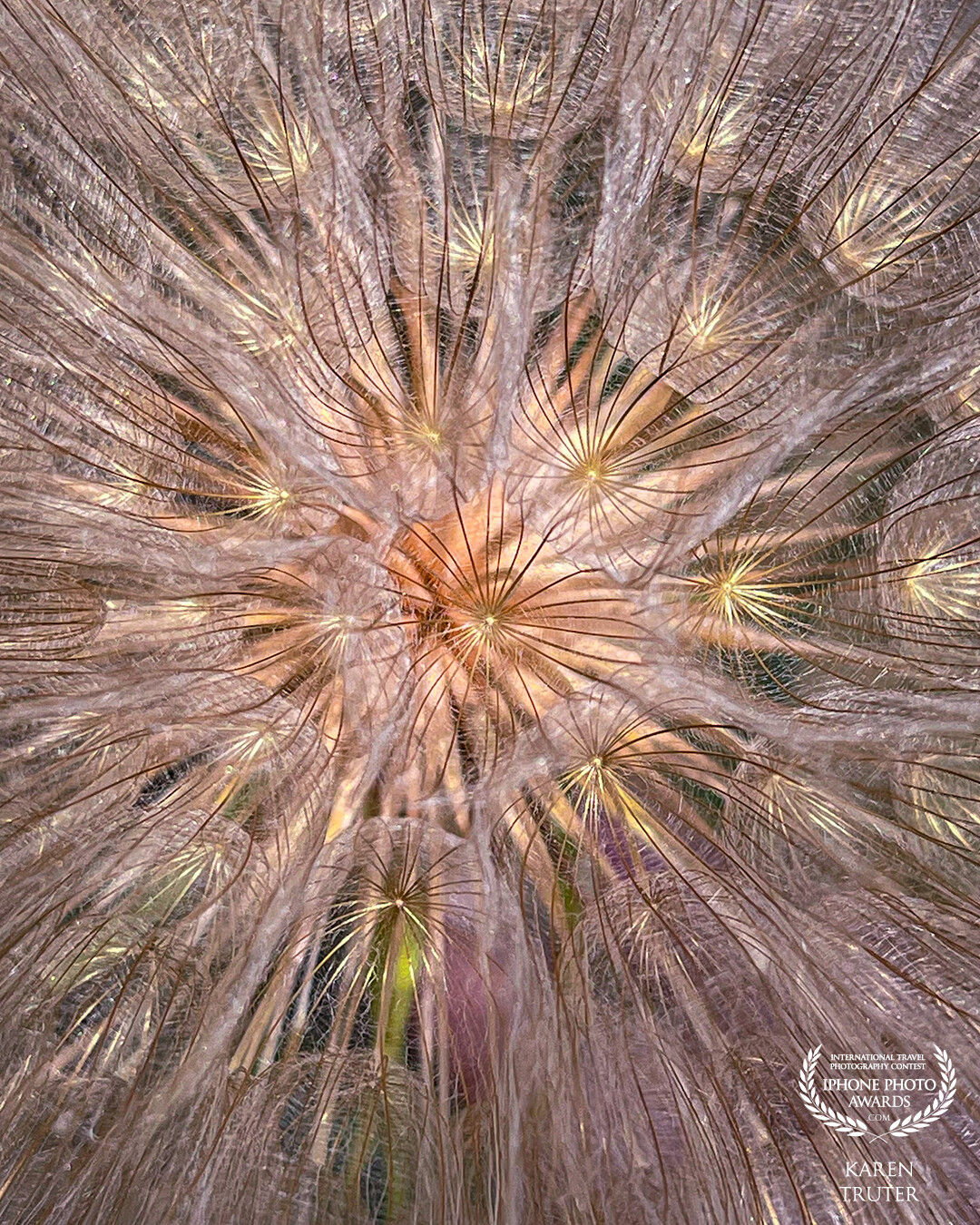 Inside a salsify seed head, often mistaken for a dandelion. The sunlight glistened on the fine hairs of its complex woven orb. I used the 2.5x lens of iPhone 12 Pro Max to capture the detail.