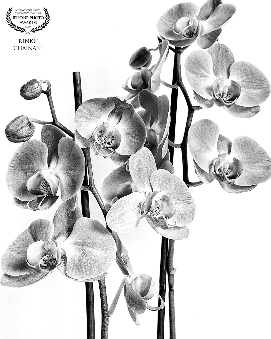 Beauty in simplicity. Sometimes life has to offer so much more in black and white. <br />
‘My Orchids’