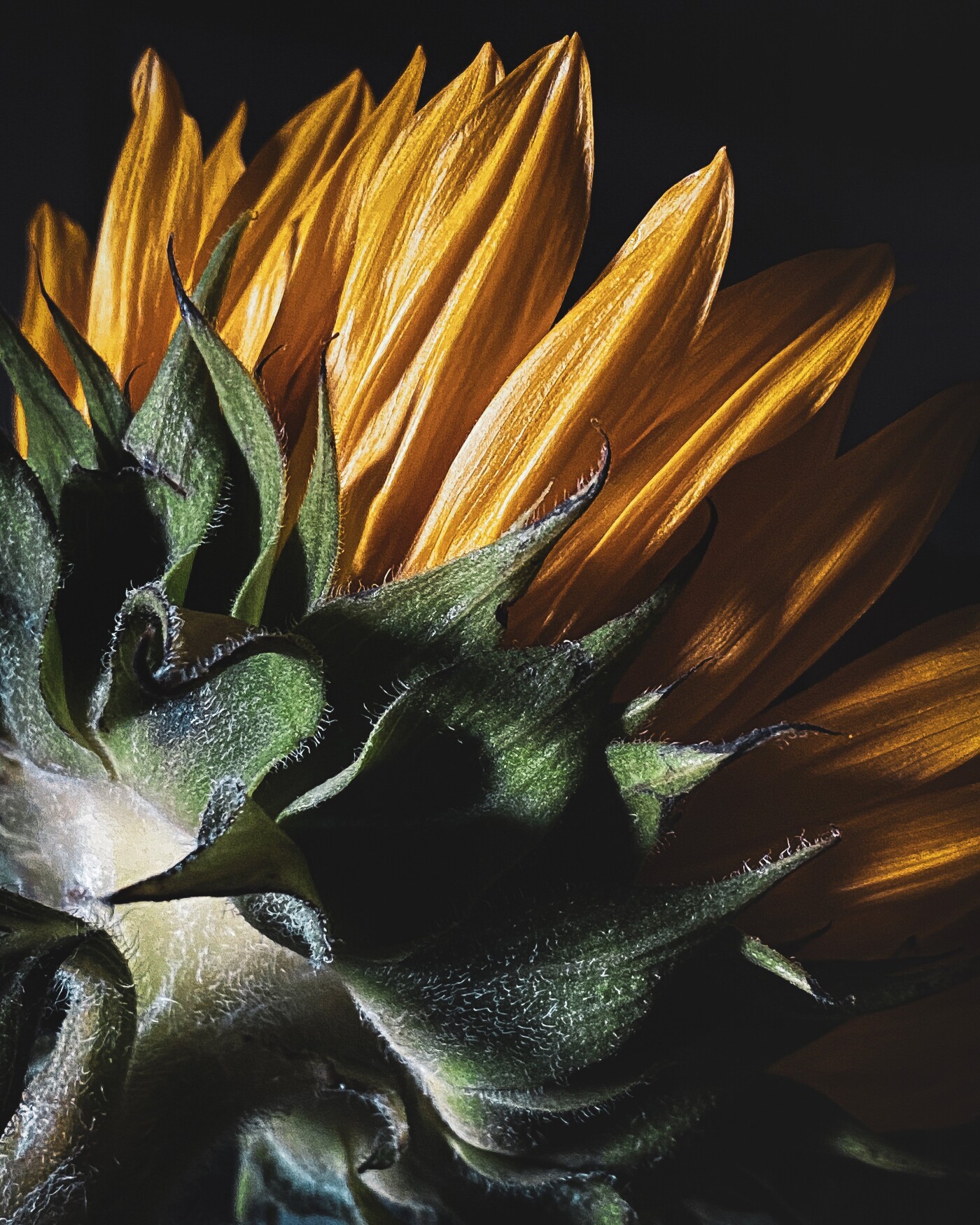 The back of the sunflower is a work of art in itself.  It’s always a wonderful exercise to look at t...