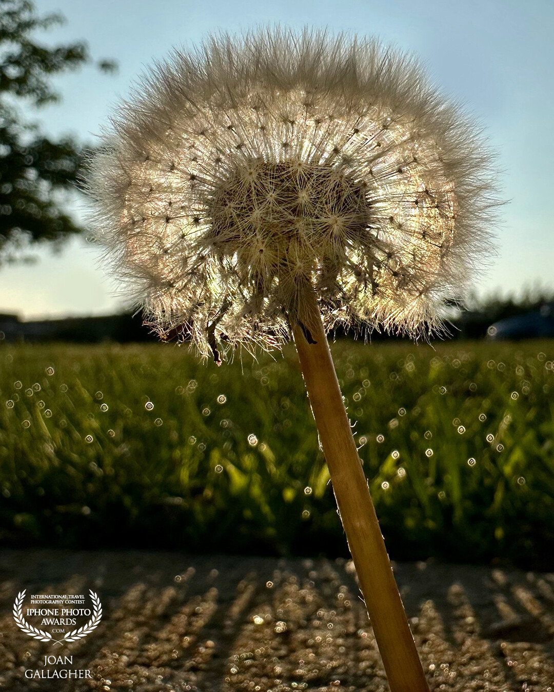 I always marvel at the delicate nature of dandelions. It seems I can’t get enough. I will pull over for one that is gracefully putting itself into the sunlight to show its beauty.