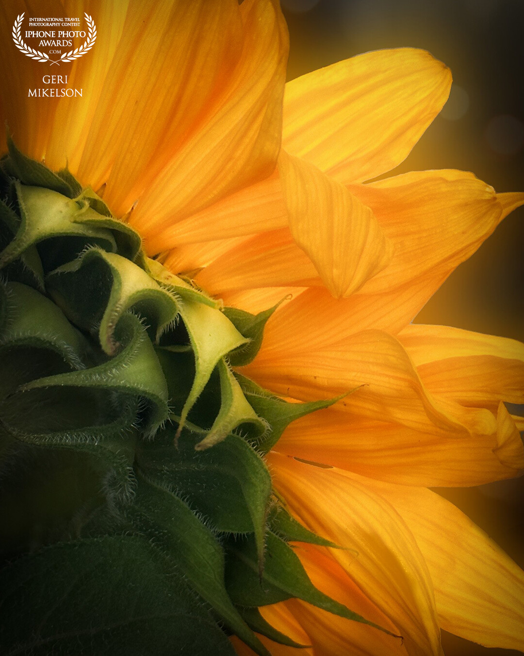 I liked the way the light fell on this sunflower and wanted to showcase it's details.
