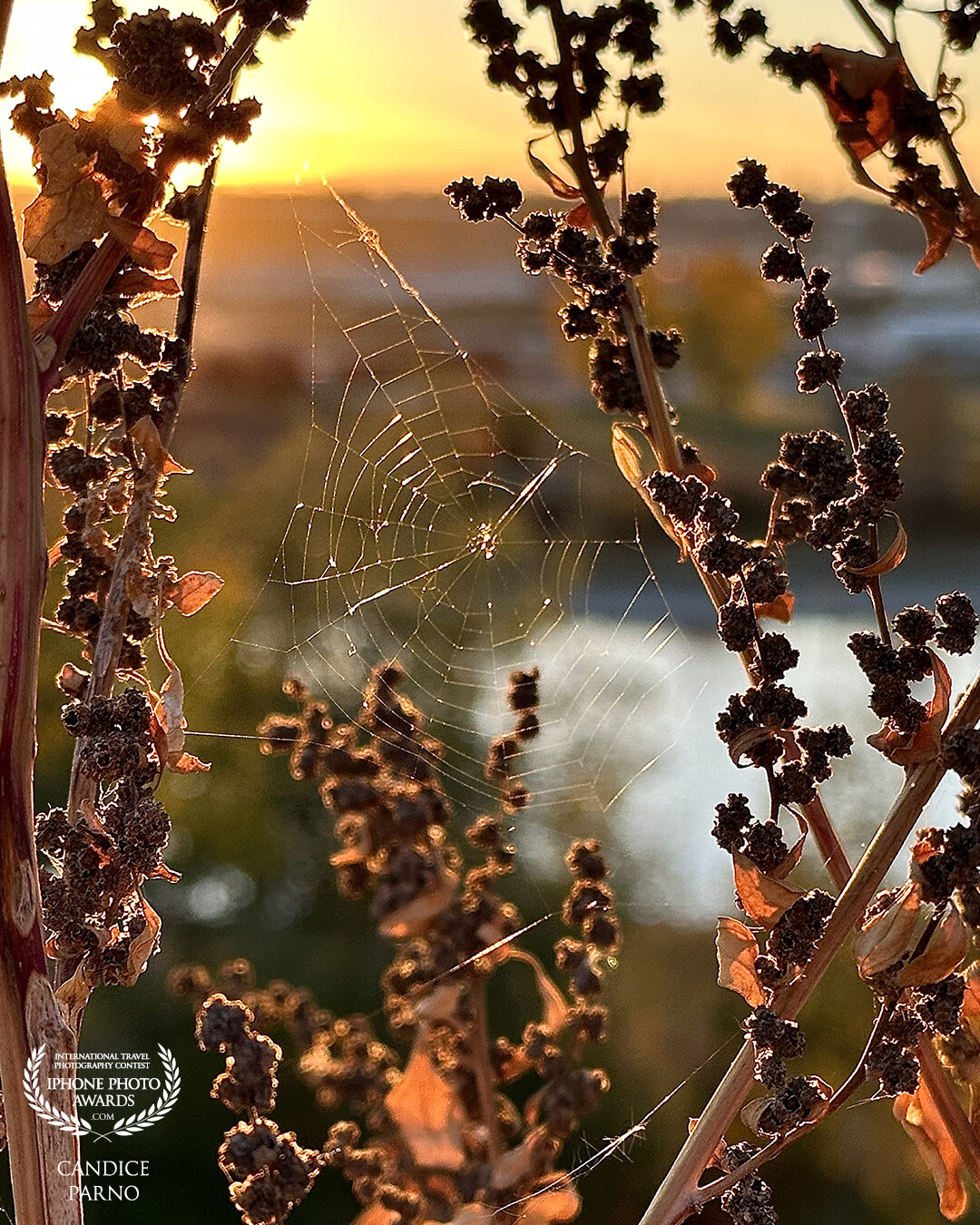 Who could resist capturing the beautiful fall golden light highlighting this spiderweb.