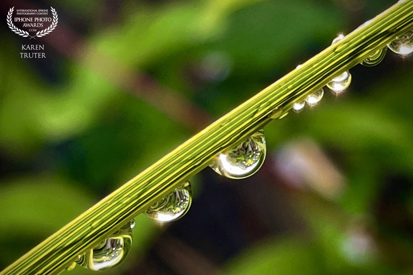 After the summer rain, I went out to capture the drops and this turned out to be my favourite macro shot.