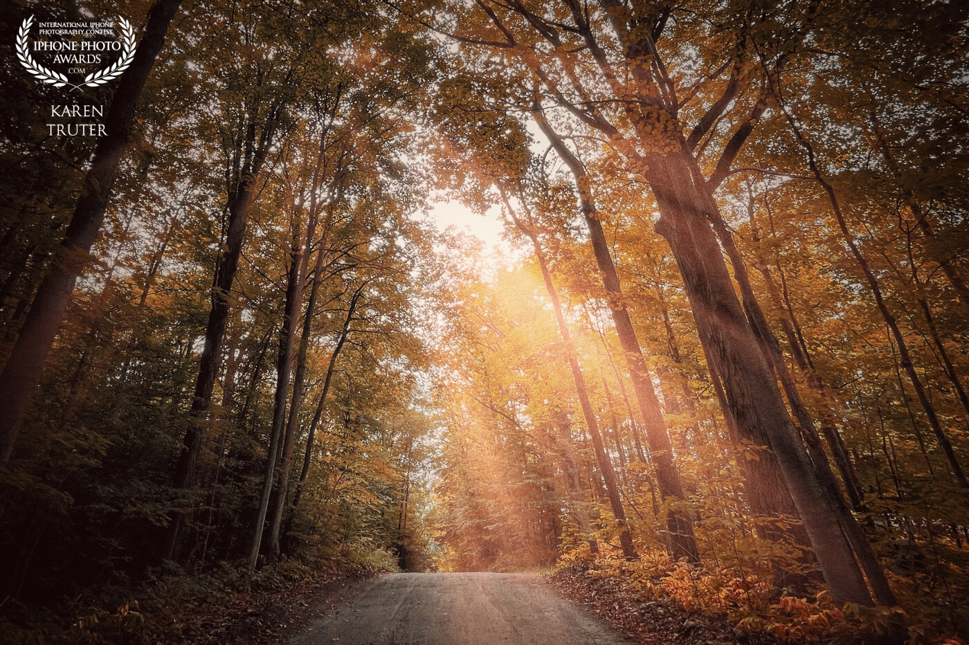 My husband and I took a country drive through the Northumberland Hills, Ontario and I gasped as we ascended the road through the forest. Stopping in the middle of the road, I was able to capture the rays of the autumn sun through the branches.