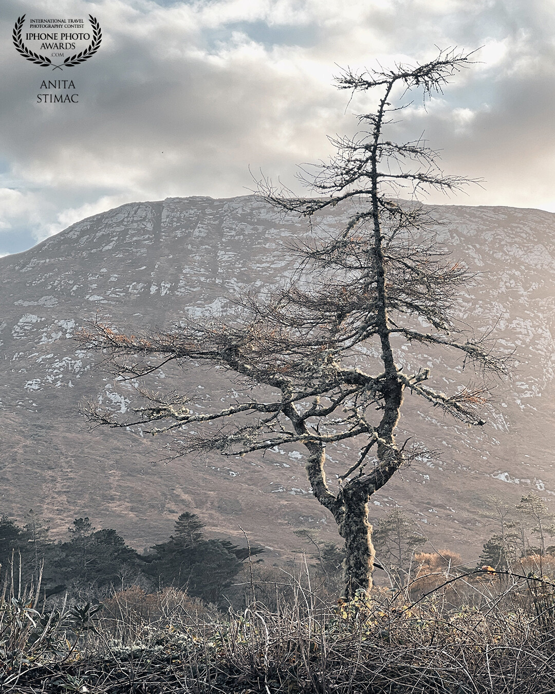 Irish Magic: In the heart of Connemara, this lone tree stands against a majestic mountain backdrop.