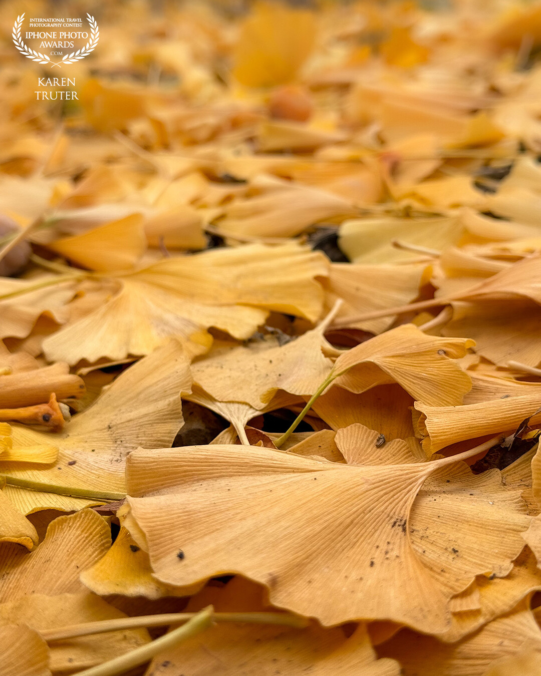 I call this photo “Carpet of Gingko” in late fall and after a cold snap, the leaves dropped overnight from the trees causing a golden carpet of subtle colour and texture.