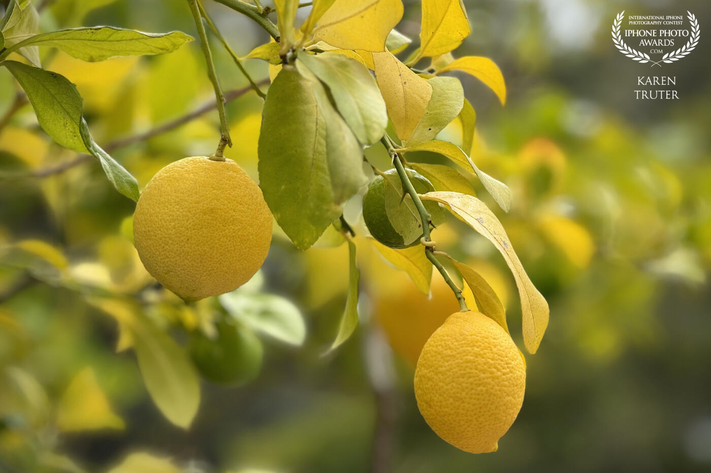 Lemon tree by the kitchen window in Mallorca… ripened and ready for reaching out and picking the fruit direct from the tree.