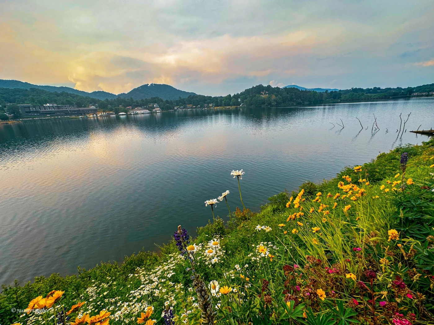 Wildflowers abound along the banks of Lake Junaluska, North Carolina.