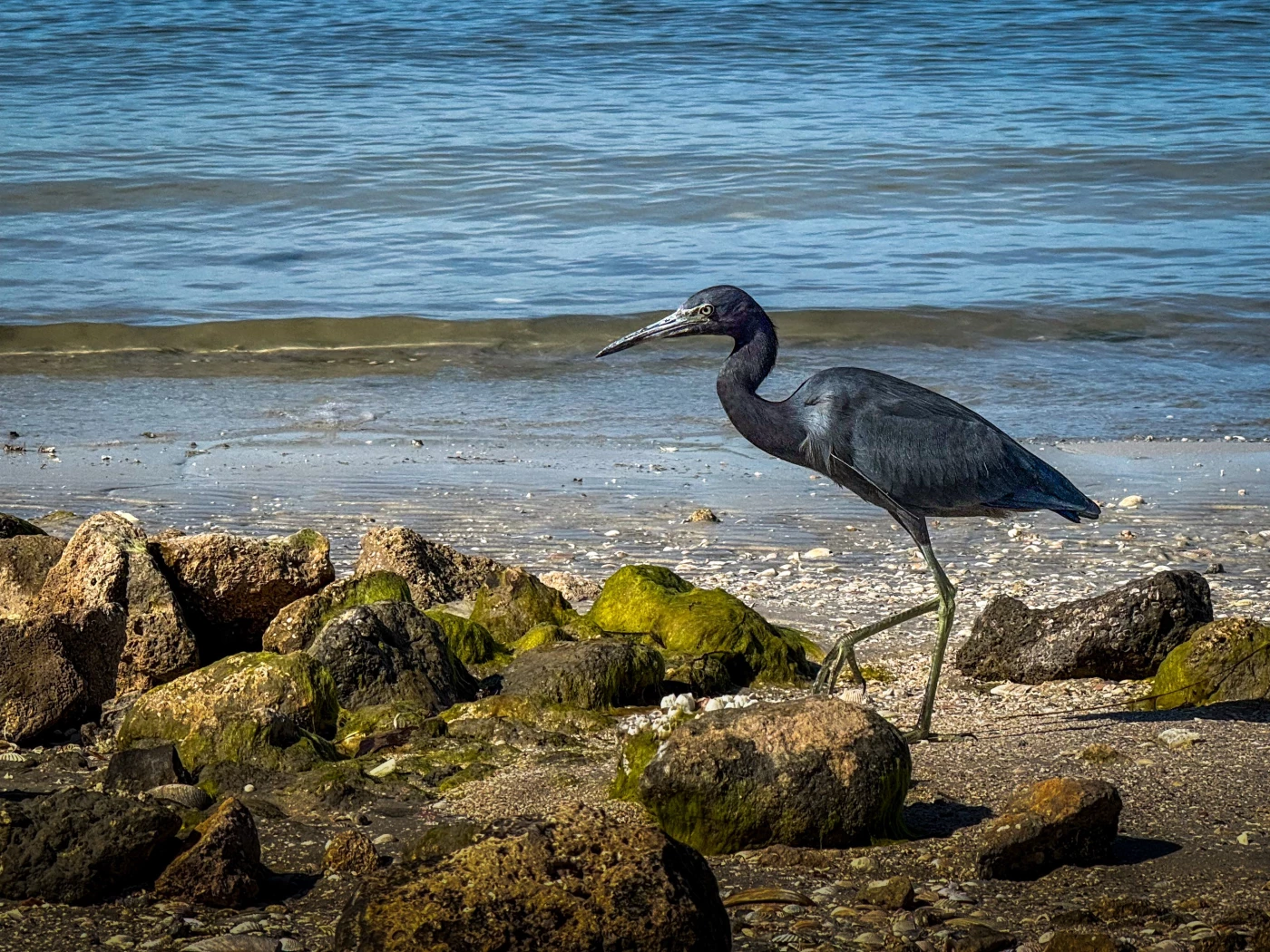 Small Blue Heron casually walking at low tide.