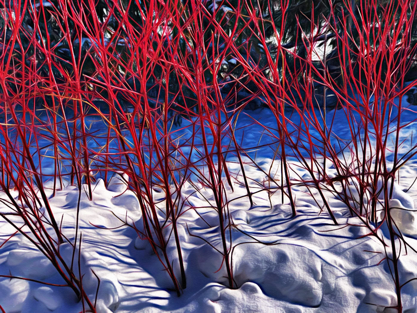 In the winter, the Red Osier Dogwood branches blaze with a ruby red that can warm the coldest of day...