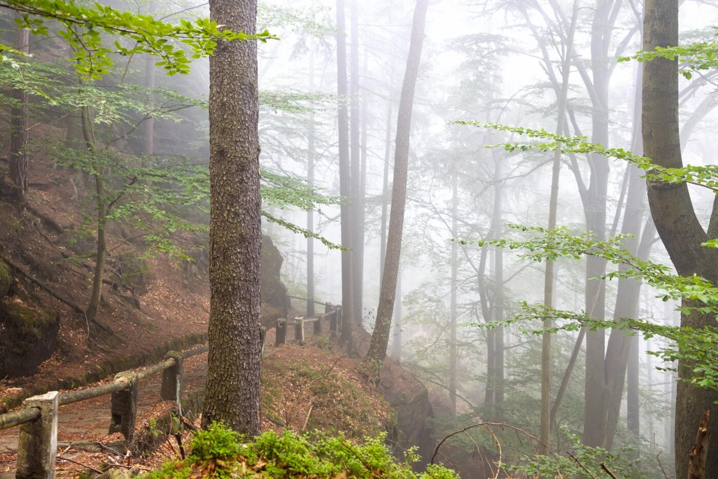 That is a very foggy morning in the bohemian Switzerland mountains in autumn, one of our favorite hi...