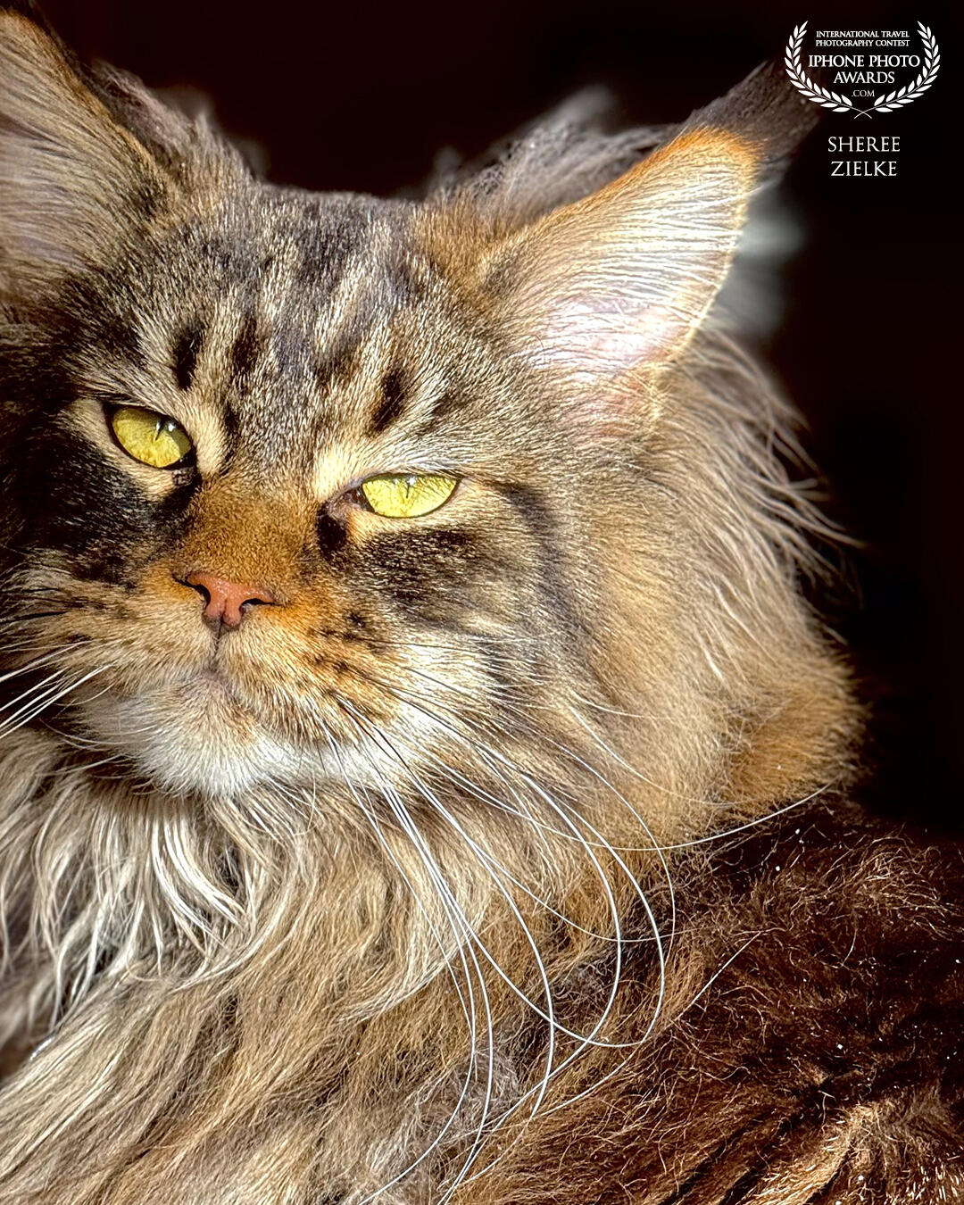 Our regal Maine Coon, Miss Scarlett, is so gorgeous in late afternoon sunlight. She looks stand-offish because she is.