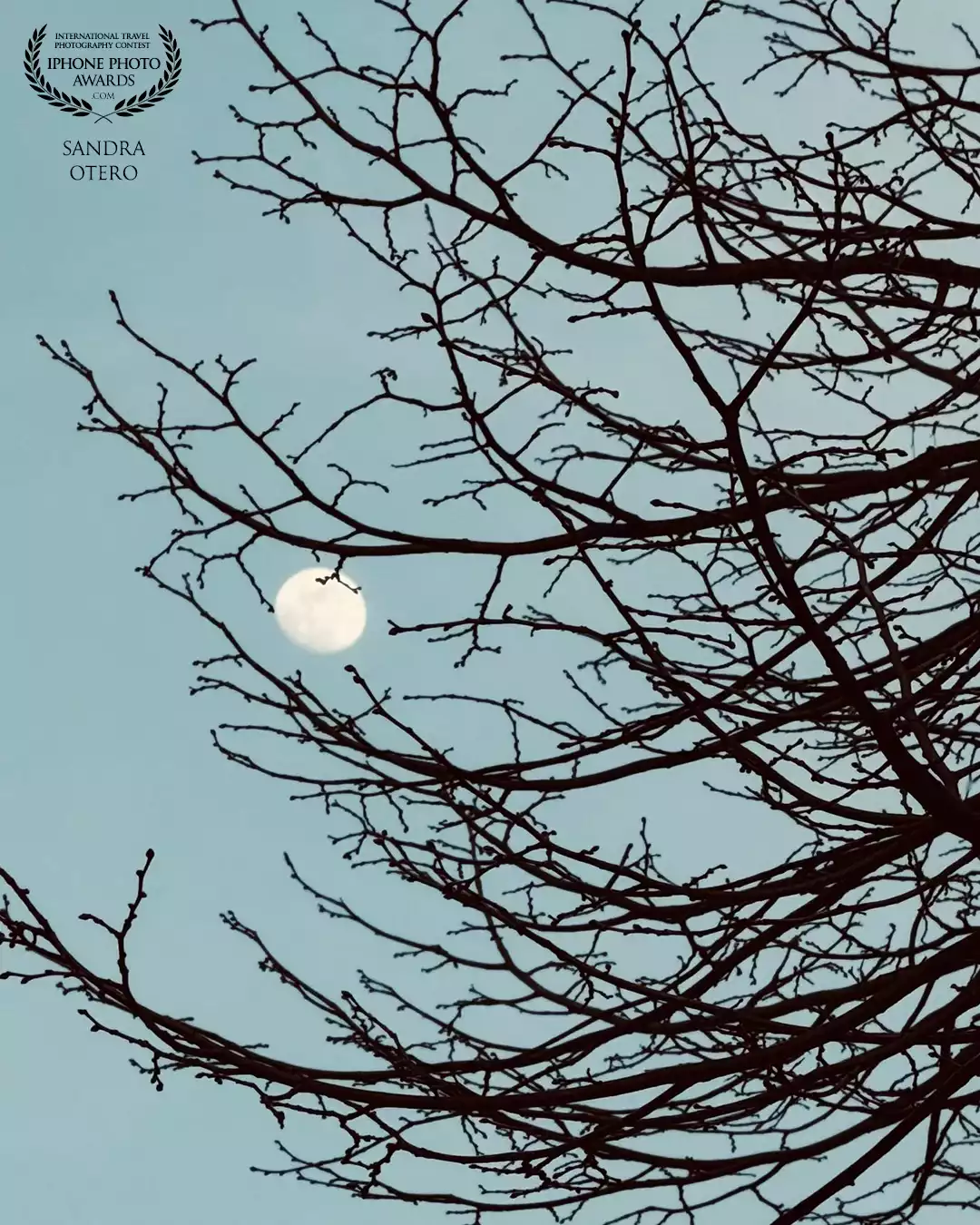 Out for an evening stroll, I turned around and found the moon just peeking through the branches.<br />
~ "The moon fascinates us in her simplicity." —Avijeet Das