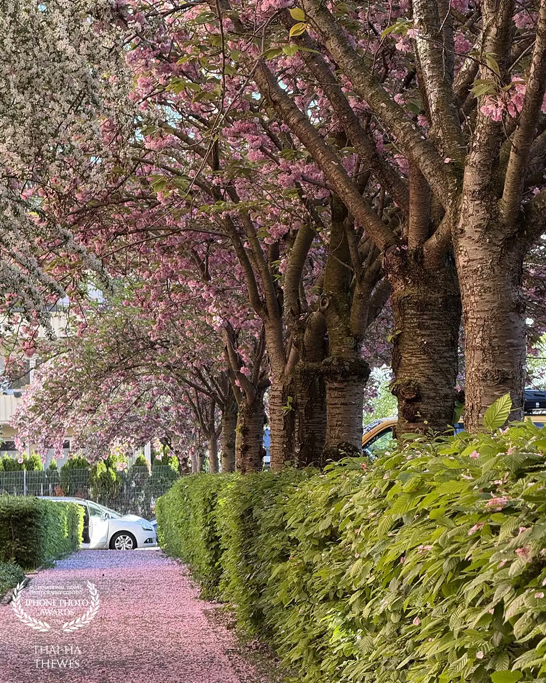 Nearing the end of the cherry blossom season. Tree-lined sidewalk in Freiburg, Black Forest, Germany.