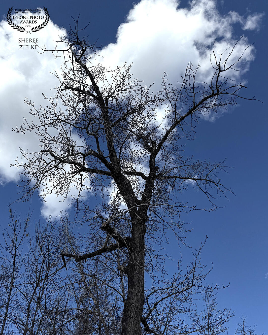 All dressed up with no place to go. I waited for slow-moving clouds to drift in and fill out this tress’s barren branches.