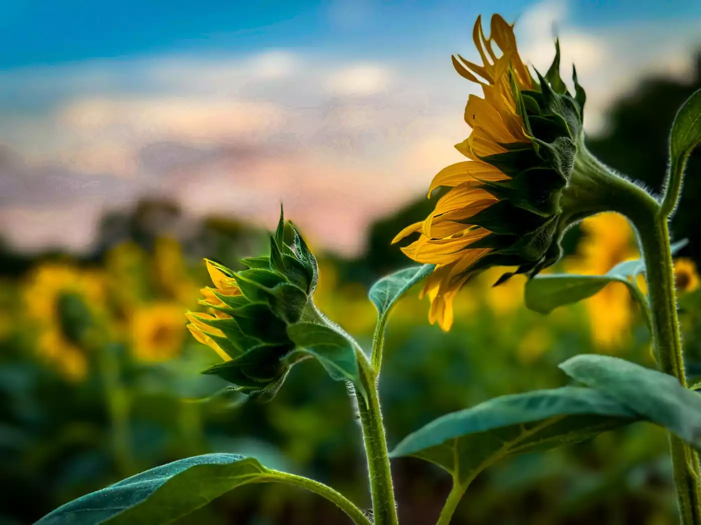 Basking in the sunset glow - the sunflower fields at Smith Perry-Berries in Ooltewah, Tennessee.