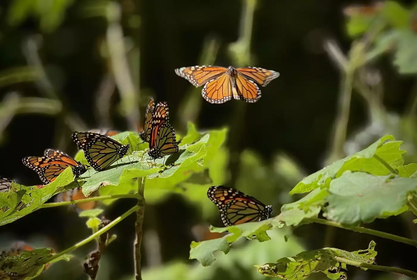 A monarch butterfly in flight stands out among the resting ones, reflecting its cultural meaning of...