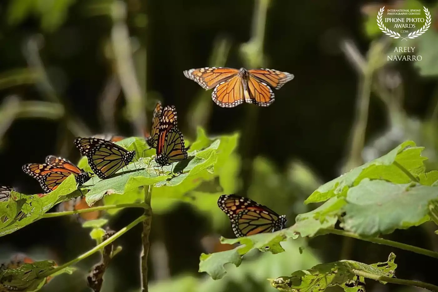 A monarch butterfly in flight stands out among the resting ones, reflecting its cultural meaning of change and migration in Mexico. As an endangered species, it reminds us how important it is to protect what’s left.